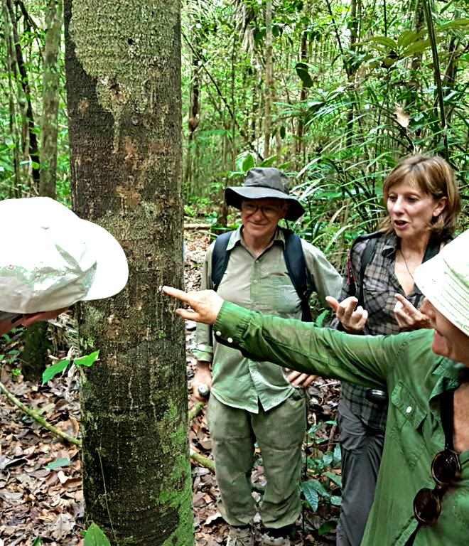 Caminhada na floresta